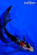 5.25" SHOWA BUTTERFLY