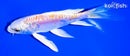5.5" KIKUSUI BUTTERFLY