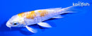 4" DOITSU LEMON HARIWAKE BUTTERFLY