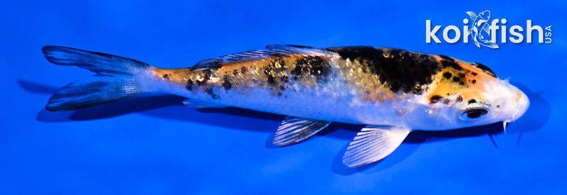 4.5" GINRIN YAMATO NISHIKI
