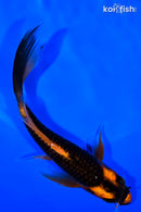 5.75" ORENJI MATSUBA BUTTERFLY