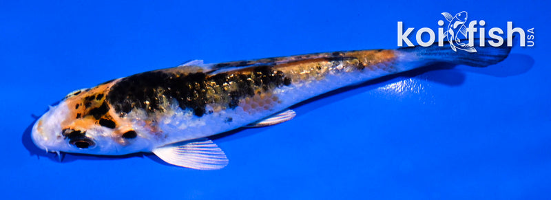 4.5" GINRIN YAMATO NISHIKI