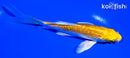 5.25" HARIWAKE BUTTERFLY