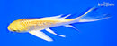 5.75" GINRIN YAMABUKI OGON BUTTERFLY