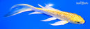 5.75" GINRIN YAMABUKI OGON BUTTERFLY