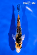 4.5" GINRIN YAMATO NISHIKI