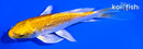 5.25" HARIWAKE BUTTERFLY
