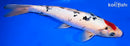 11.5" SANKE