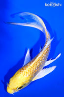 5.75" GINRIN YAMABUKI OGON BUTTERFLY