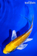 5.25" HARIWAKE BUTTERFLY