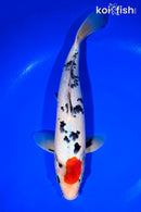 11.5" SANKE