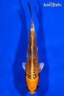 6.5" KUJAKU