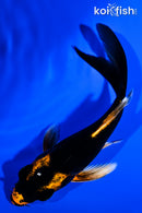 4" KABUTO BUTTERFLY