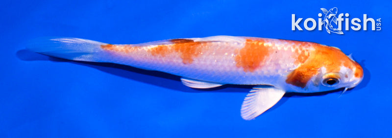 4.5" HARIWAKE