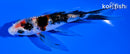 4.5" GINRIN SANKE BUTTERFLY