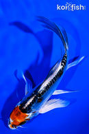 5.25" DOITSU KUJAKU BUTTERFLY