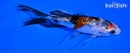 4.5" GINRIN SANKE BUTTERFLY