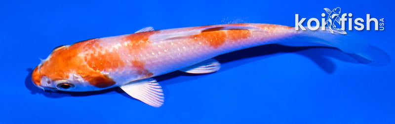 4.5" HARIWAKE
