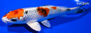 6.5" YAMATO NISHIKI