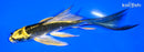5.75" KIN KI MATSUBA BUTTERFLY