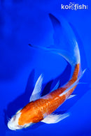 5.75" HARIWAKE BUTTERFLY