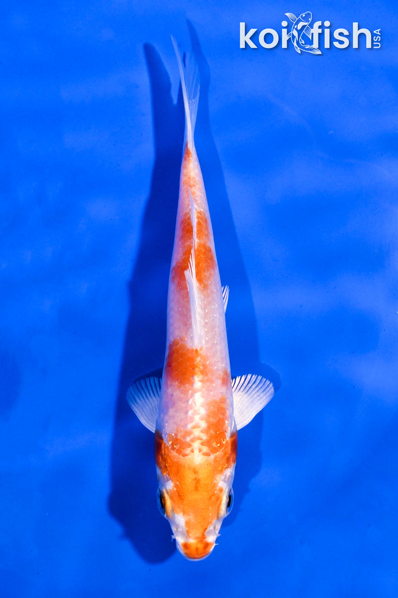 4.5" HARIWAKE