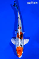 6.5" YAMATO NISHIKI