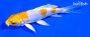 4.25" LEMON HARIWAKE BUTTERFLY