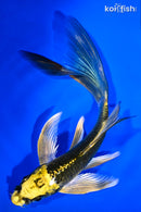 5.75" KIN KI MATSUBA BUTTERFLY