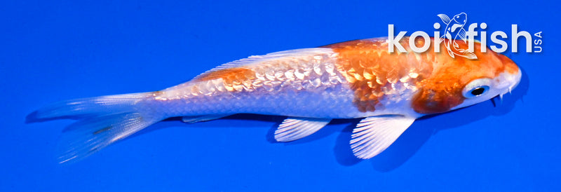 4" GINRIN HARIWAKE