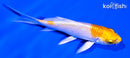 4.25" LEMON HARIWAKE BUTTERFLY