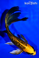 5.75" GINRIN KI MATSUBA BUTTERFLY