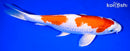12" HARIWAKE