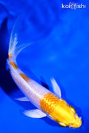 4.25" LEMON HARIWAKE BUTTERFLY