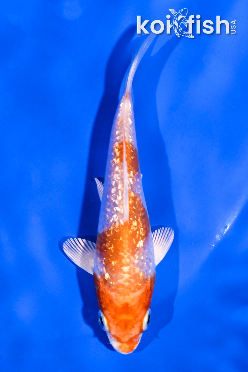 4" GINRIN HARIWAKE