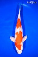 12" HARIWAKE