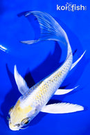 5.75" KUJAKU BUTTERFLY