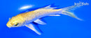 4.5" GINRIN YAMABUKI OGON BUTTERFLY