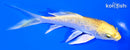 4.5" GINRIN YAMABUKI OGON BUTTERFLY
