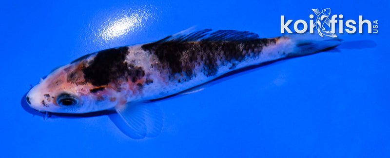 4.5" BENI MATSUKAWABAKE