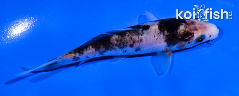 4.5" BENI MATSUKAWABAKE