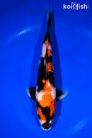 11" SHOWA
