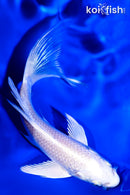 5.5" PLATINUM OGON BUTTERFLY