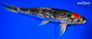 11" TANCHO GOSHIKI