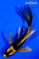 4.5" KABUTO BUTTERFLY