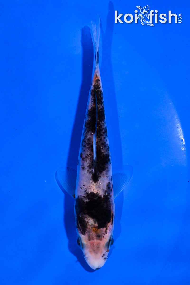 4.5" BENI MATSUKAWABAKE