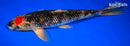 11" TANCHO GOSHIKI