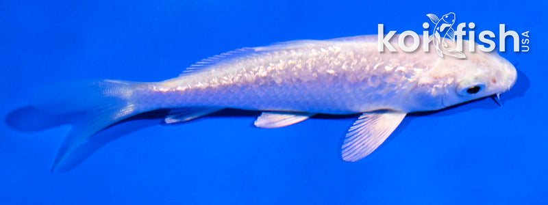 4" GINRIN PLATINUM OGON