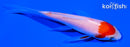 3.75" KOHAKU BUTTERFLY