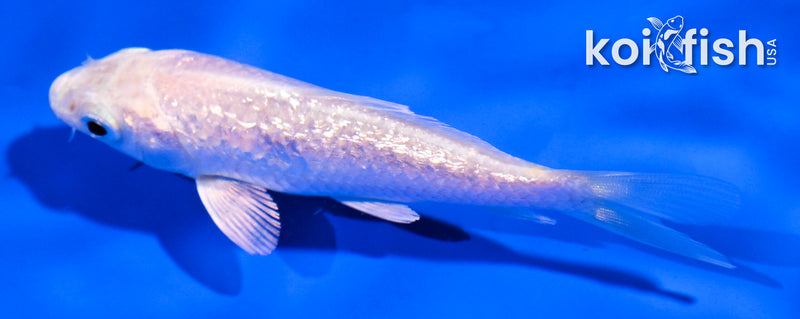 4" GINRIN PLATINUM OGON